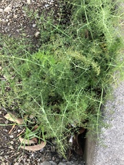 Foeniculum vulgare