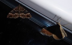 Hydriomena deltoidata