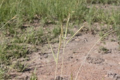 Dichanthium fecundum