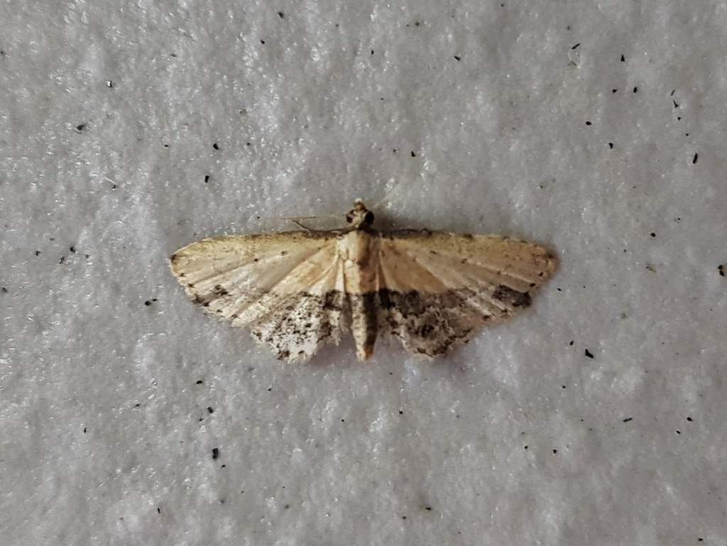 Acygnatha terminalis