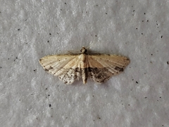 Acygnatha terminalis