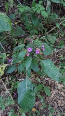 Ruellia inundata image