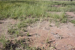 Dichanthium fecundum