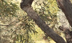 Ptilotula penicillata penicillata