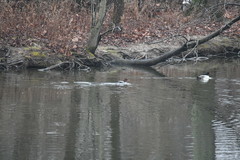 Mergus merganser