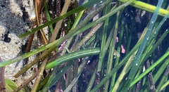 Pentidotea kirchanskii