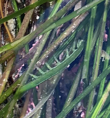 Pentidotea kirchanskii