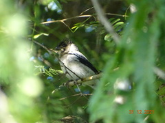 Sporophila morelleti