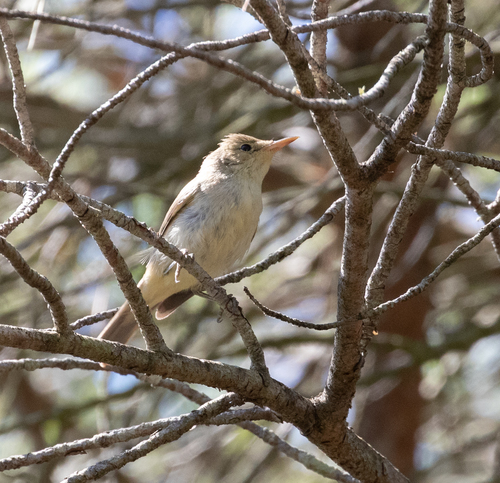 Zarcero bereber (Iduna opaca)