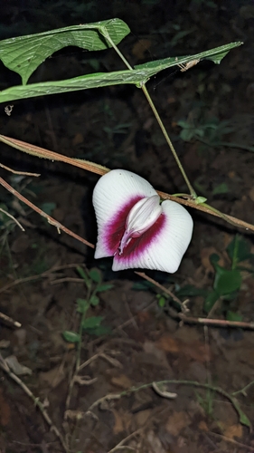 Image of Centrosema plumieri by (c) Jake Rehage, some rights reserved (CC BY)