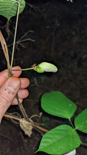 Image of Centrosema plumieri by (c) Jake Rehage, some rights reserved (CC BY)