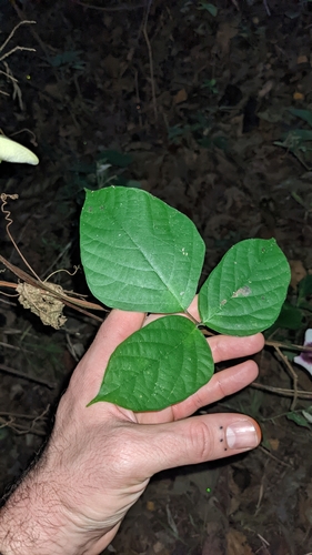 Image of Centrosema plumieri by (c) Jake Rehage, some rights reserved (CC BY)