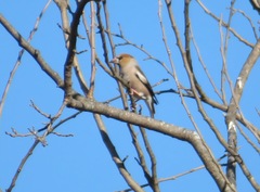 Coccothraustes coccothraustes