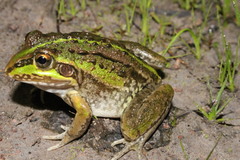 Ranoidea alboguttata