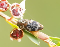 Diphucrania scabrosula