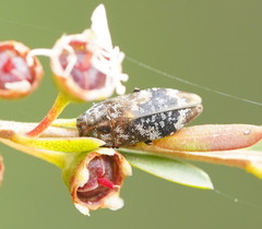 Diphucrania scabrosula