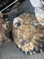 Cellana radians