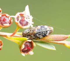 Diphucrania scabrosula