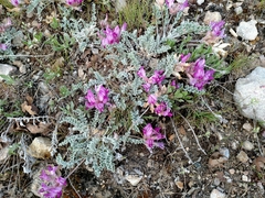 Astragalus utahensis