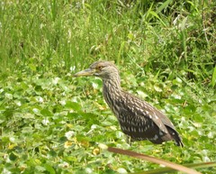 Nycticorax nycticorax image