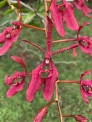Renanthera