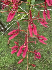 Renanthera