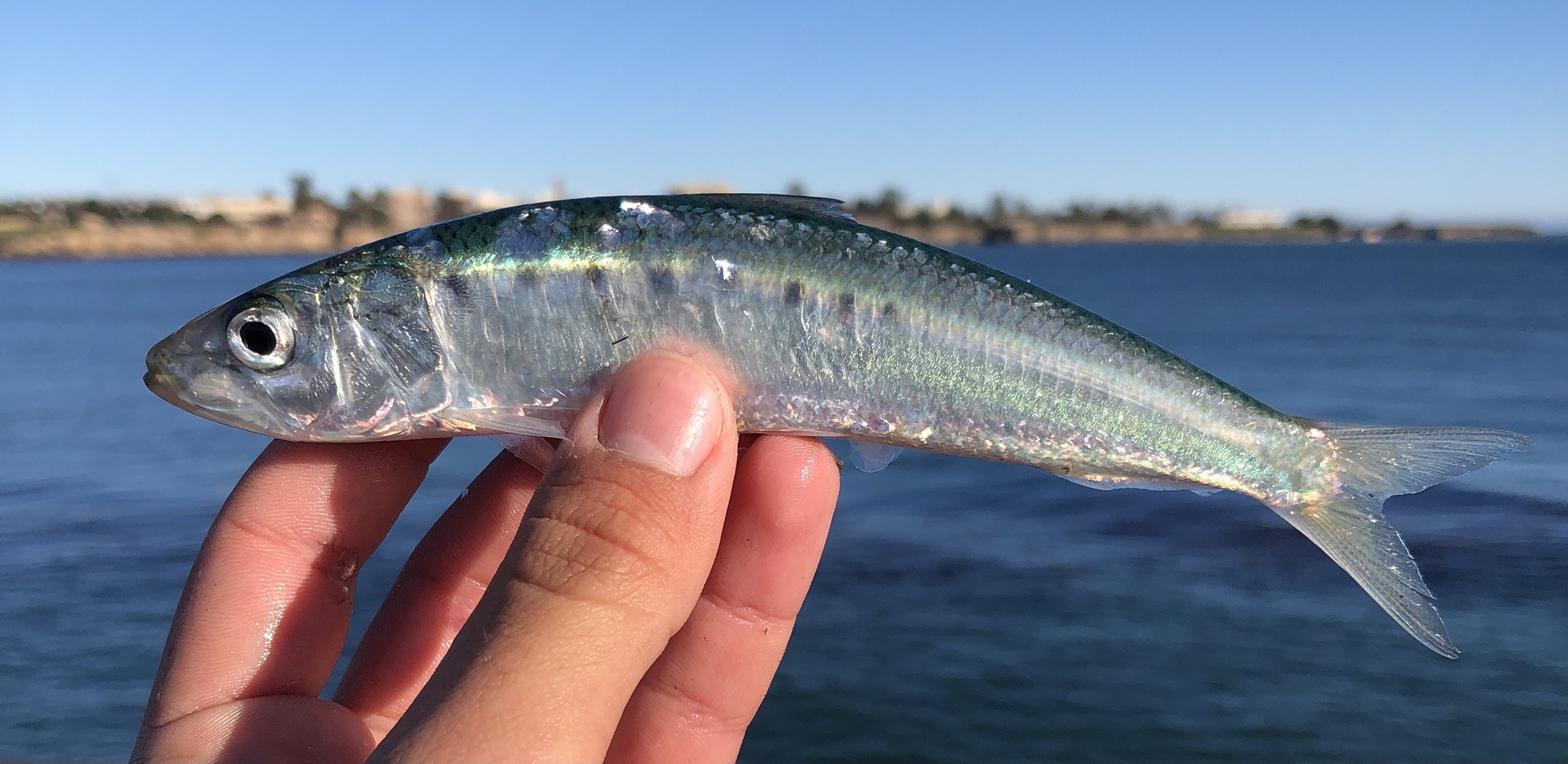 Pacific Sardine (Sardinops sagax) · iNaturalist