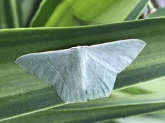 Thalassodes dorsilinea