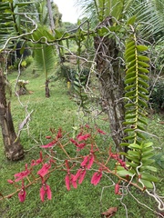Renanthera