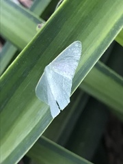 Thalassodes dorsilinea