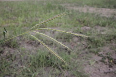 Dichanthium fecundum