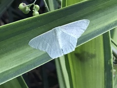 Thalassodes dorsilinea