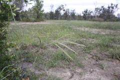 Dichanthium fecundum