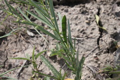 Phyllanthus lacerosus