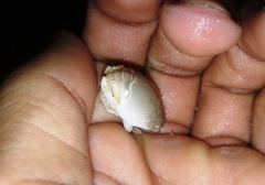 Emerita brasiliensis