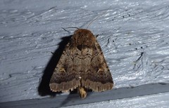 Proteuxoa tetronycha