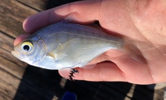 Hyperprosopon argenteum