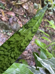 Sansevieria trifasciata