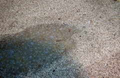Solea senegalensis