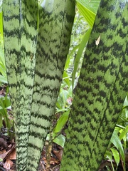 Sansevieria trifasciata
