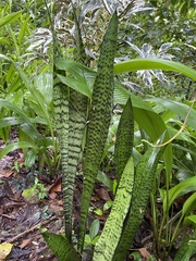 Sansevieria trifasciata