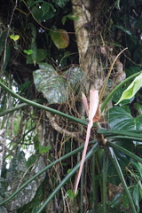 Philodendron tripartitum