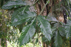 Philodendron tripartitum