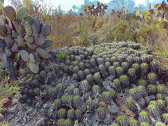 Ferocactus robustus