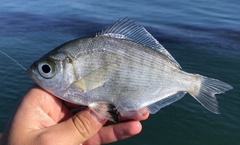 Hyperprosopon argenteum