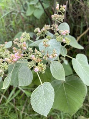Melochia umbellata