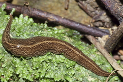Australopacifica jacksoniana
