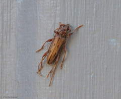 Eburida quadriguttata