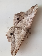 Chiasmia monticolaria