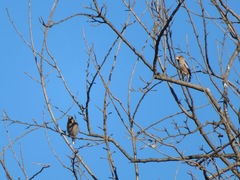 Coccothraustes coccothraustes